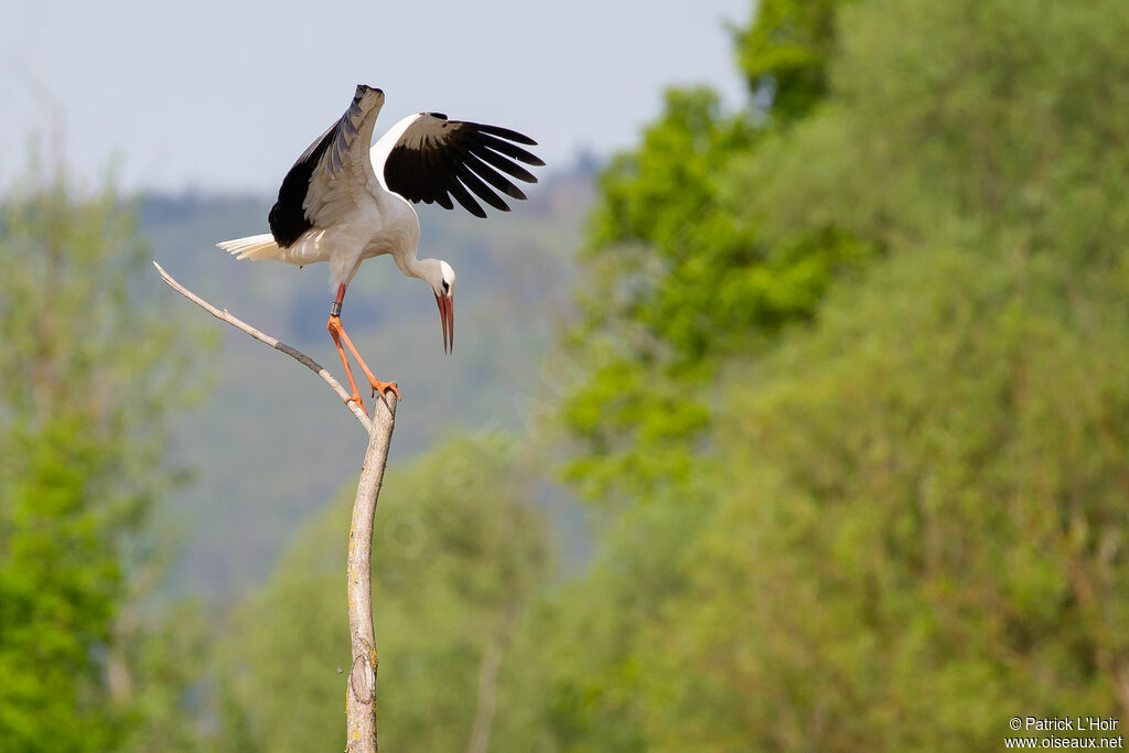 White Stork