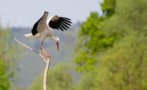 White Stork