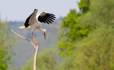 Cigogne blanche