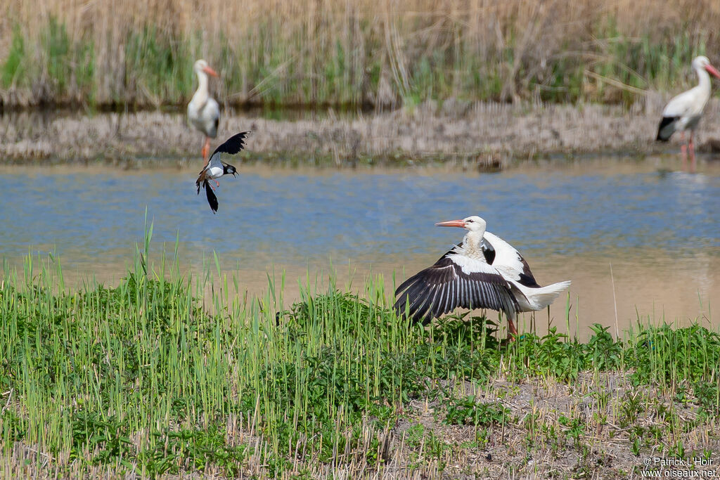 White Stork