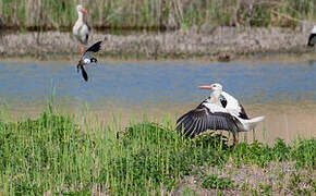 White Stork