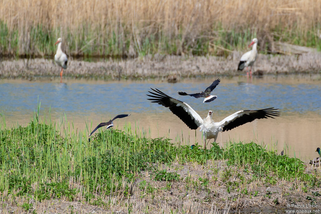 Cigogne blanche