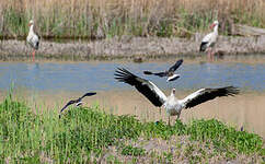 Cigogne blanche