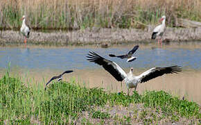 White Stork