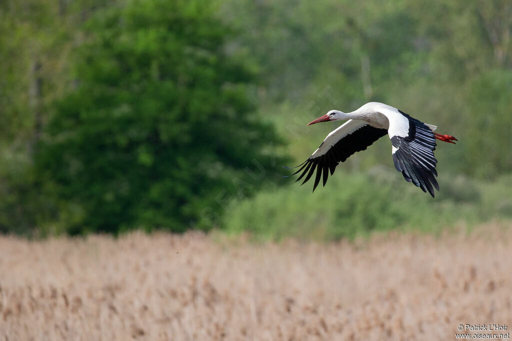 White Stork