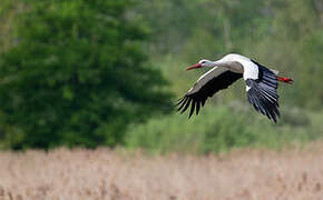 White Stork