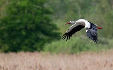 Cigogne blanche