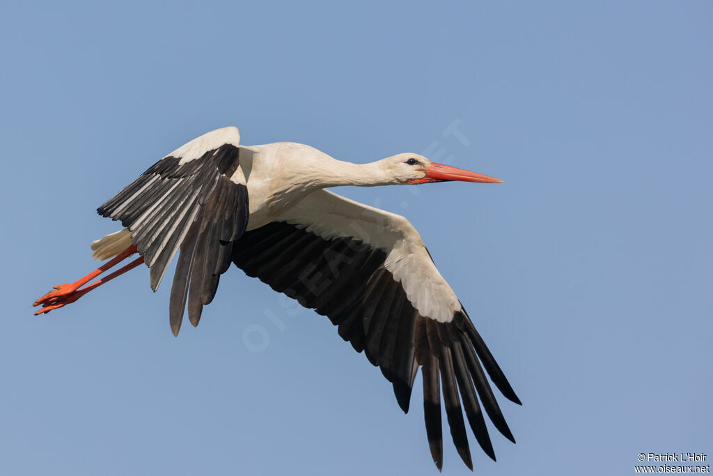 White Stork