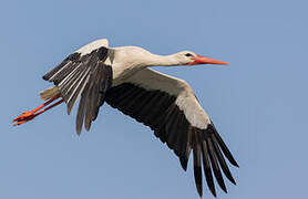 White Stork