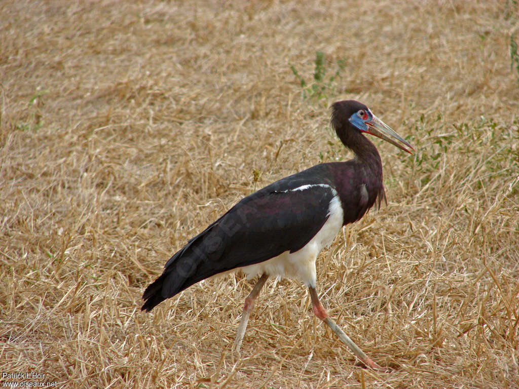 Cigogne d'Abdimadulte nuptial, identification