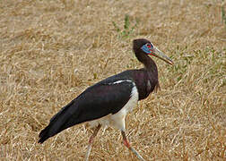 Abdim's Stork