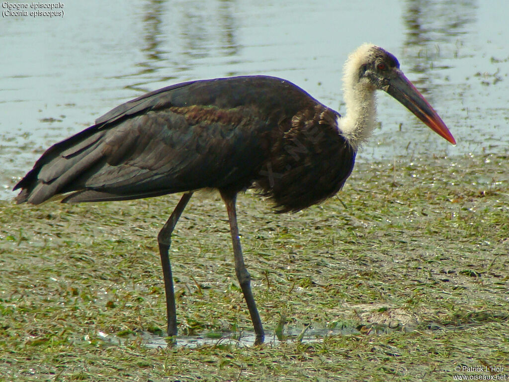 Woolly-necked Stork