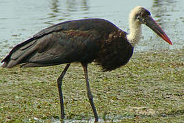 Asian Woolly-necked Stork