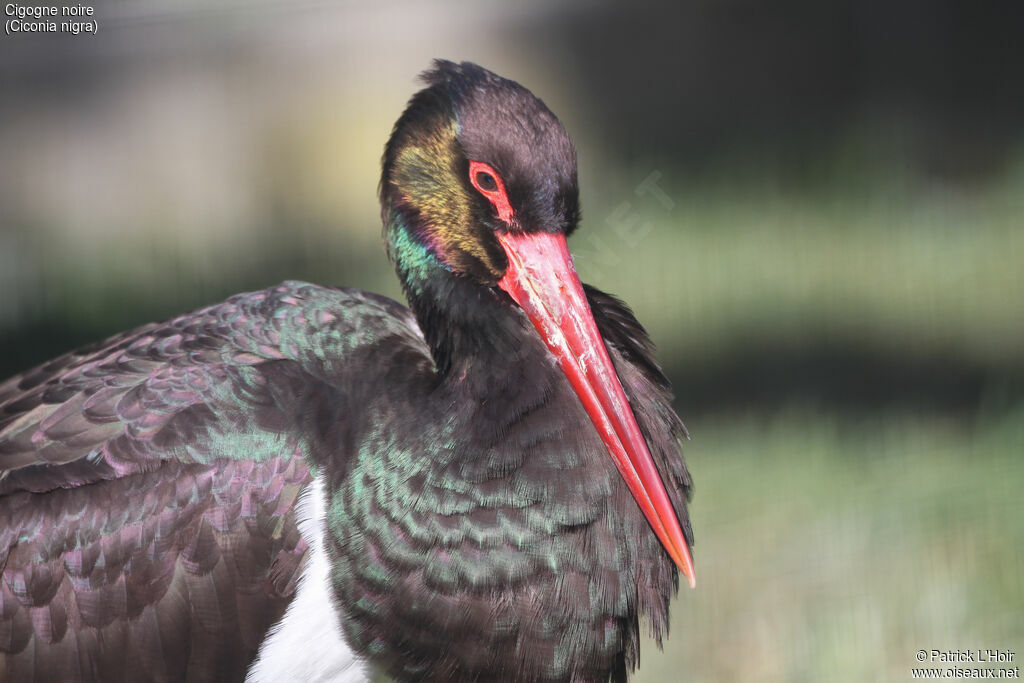 Black Stork