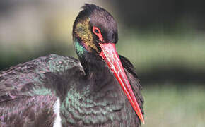 Black Stork