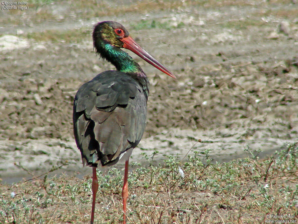 Cigogne noire