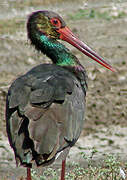 Black Stork