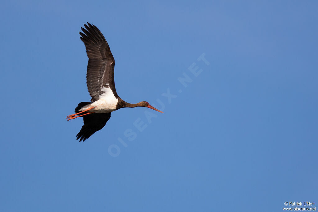 Cigogne noire