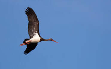 Cigogne noire