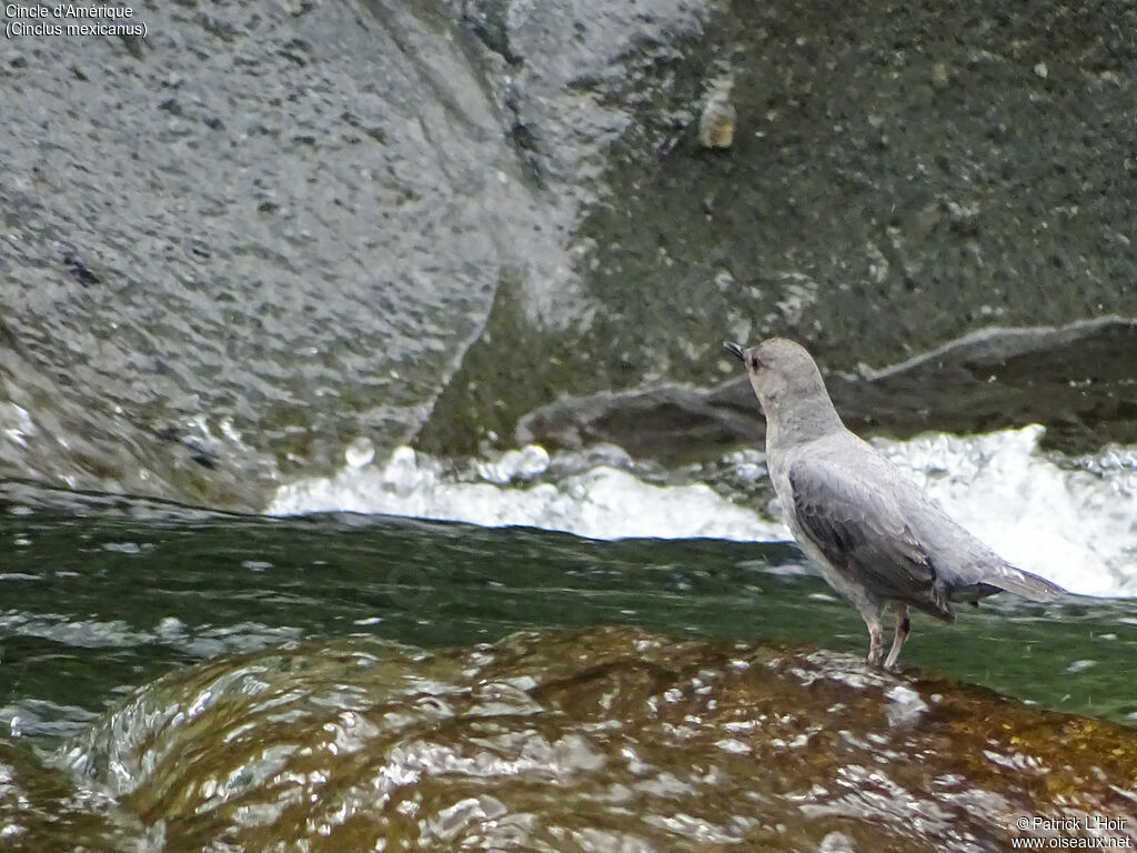 American Dipper