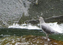 American Dipper