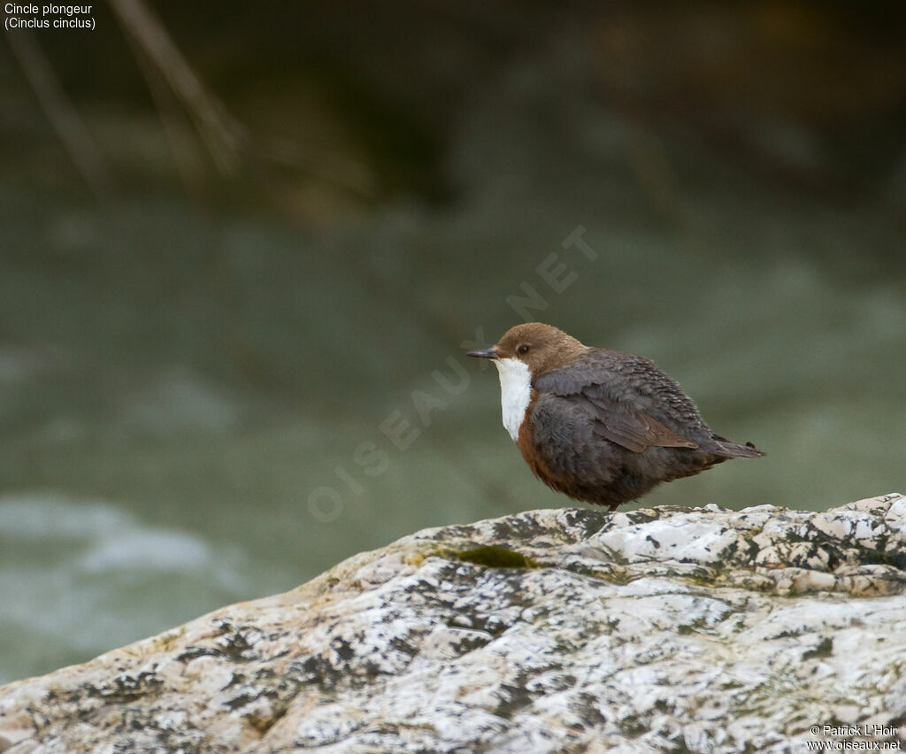 White-throated Dipper