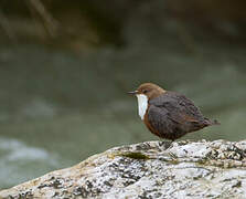 White-throated Dipper