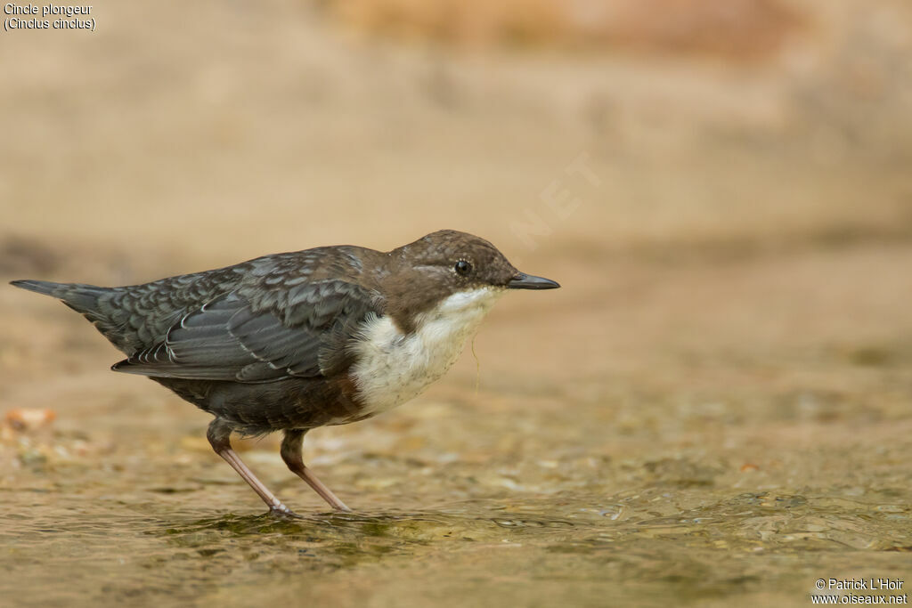 White-throated Dipper