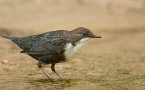 White-throated Dipper