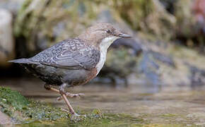 White-throated Dipper