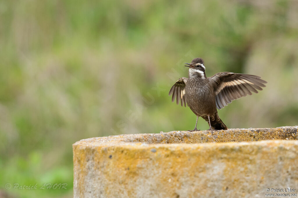 Dark-bellied Cinclodes, courting display