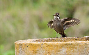 Dark-bellied Cinclodes