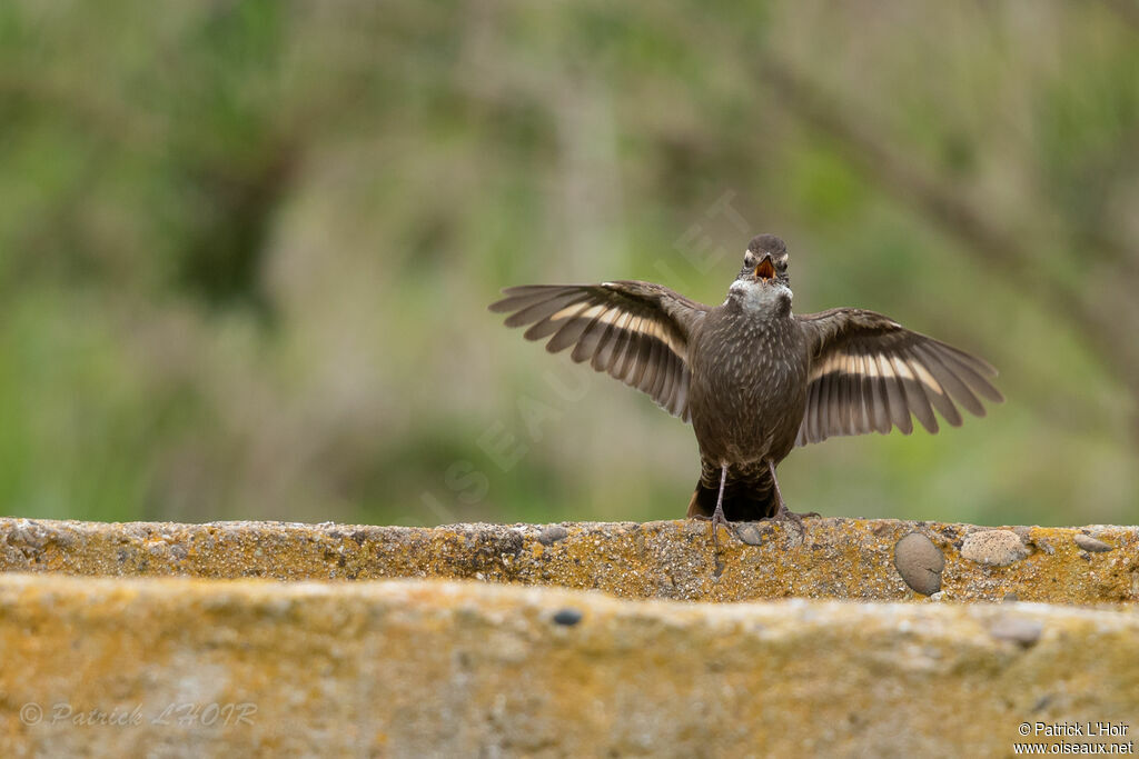 Dark-bellied Cinclodes, courting display