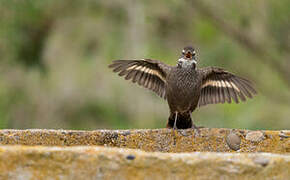 Dark-bellied Cinclodes