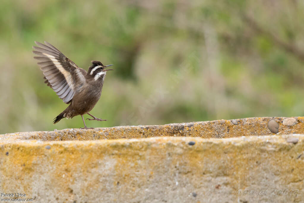 Dark-bellied Cinclodesadult