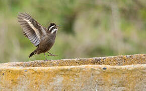 Dark-bellied Cinclodes