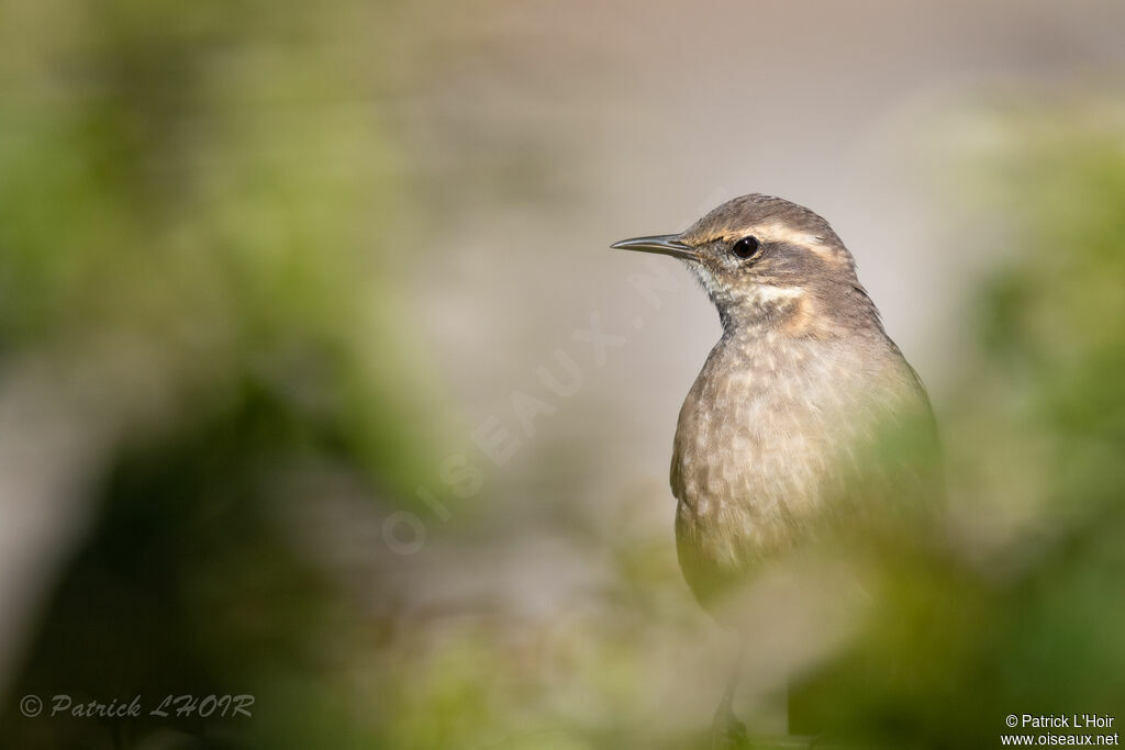 Buff-winged Cinclodes