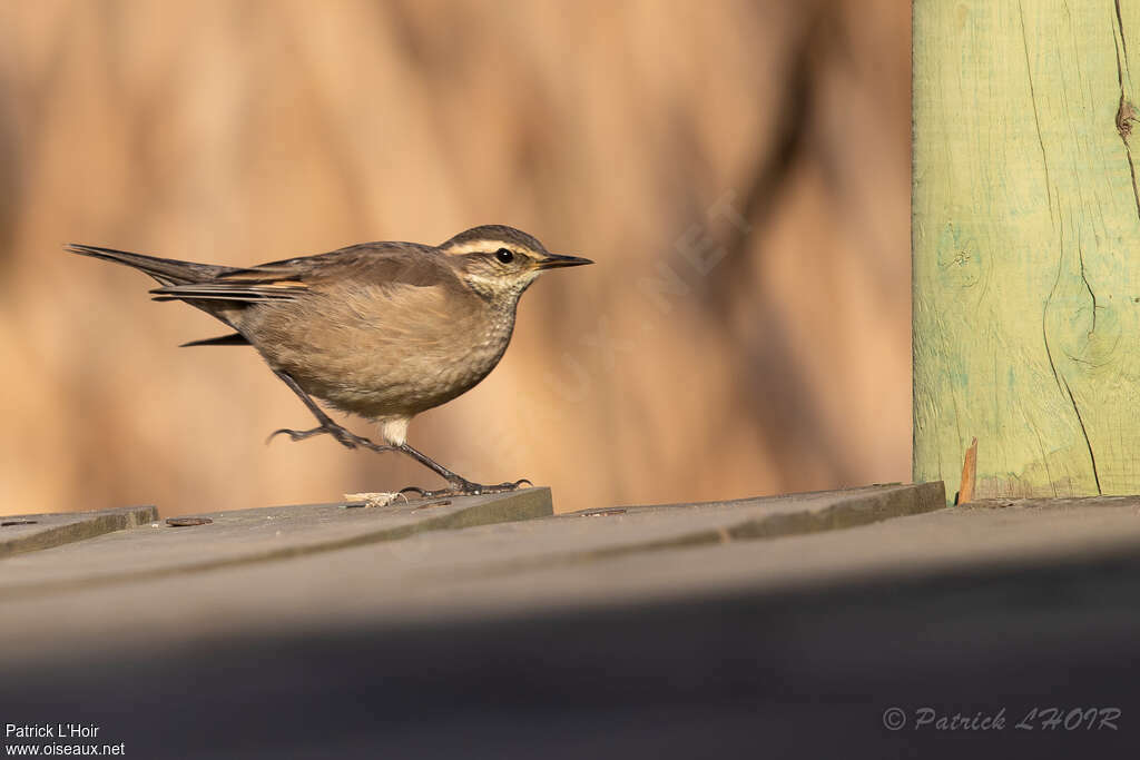 Buff-winged Cinclodesadult