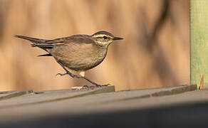 Buff-winged Cinclodes