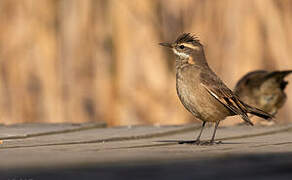 Buff-winged Cinclodes