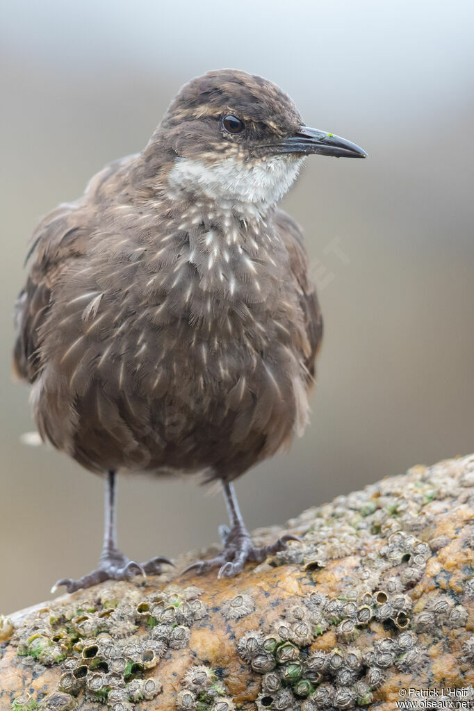 Chilean Seaside Cinclodes