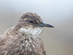 Chilean Seaside Cinclodes