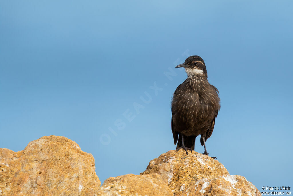 Chilean Seaside Cinclodes