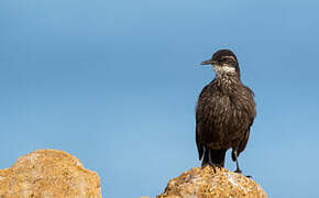 Chilean Seaside Cinclodes