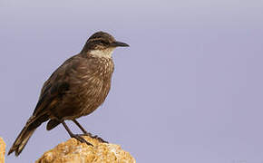 Chilean Seaside Cinclodes