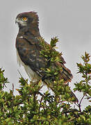 Black-chested Snake Eagle