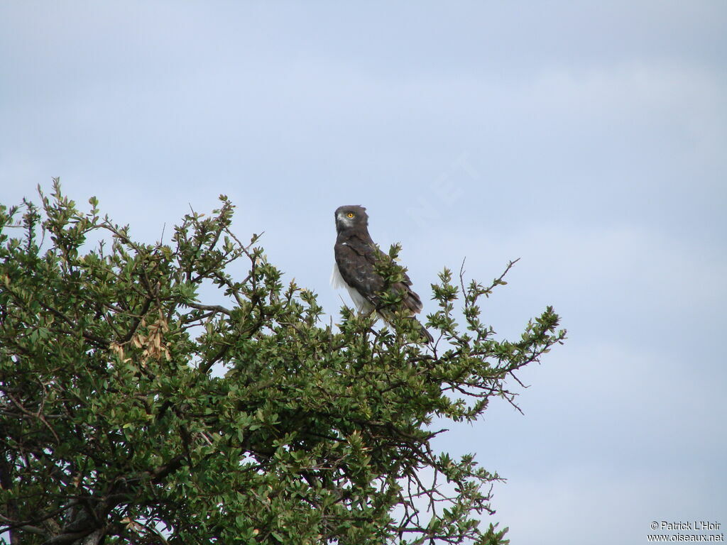 Black-chested Snake Eagle