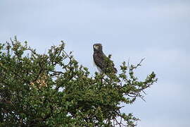 Black-chested Snake Eagle