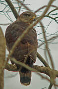 Southern Banded Snake Eagle