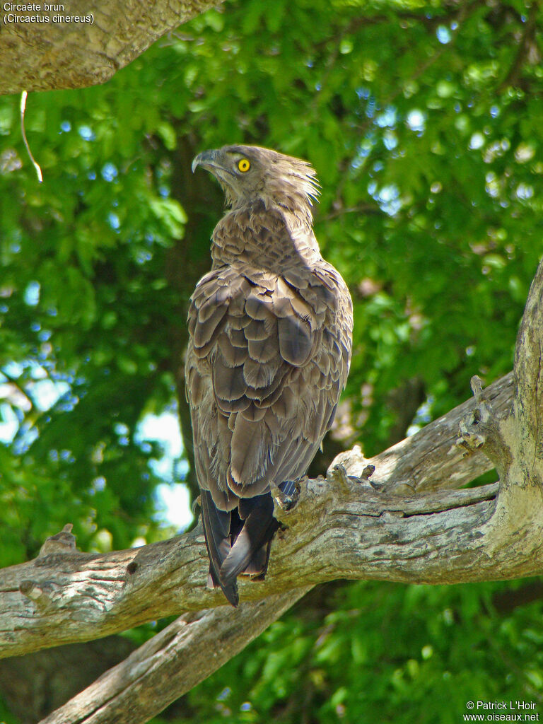 Brown Snake Eagle